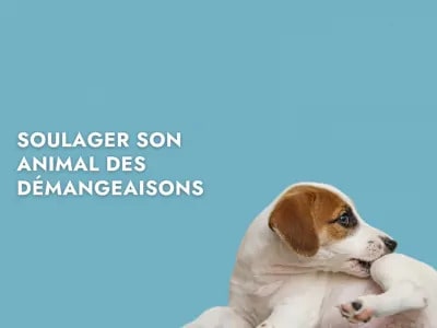 Soulager son chien des démangeaisons